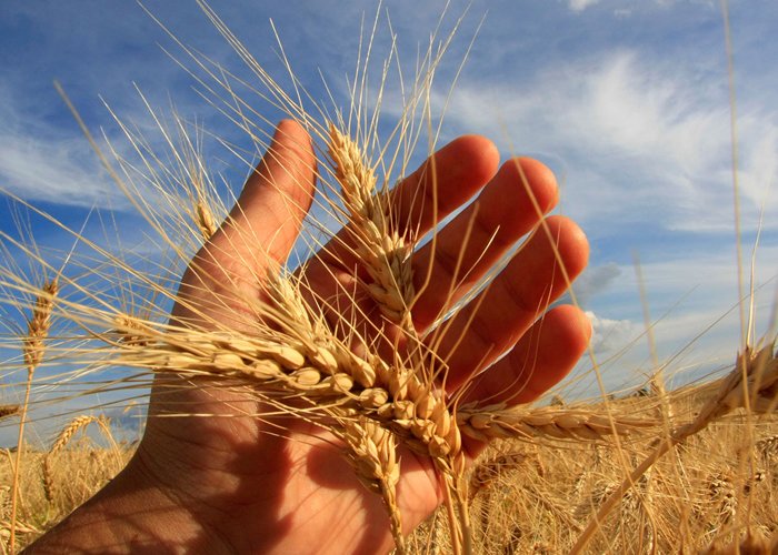 CURSO CULTIVO DE TRIGO