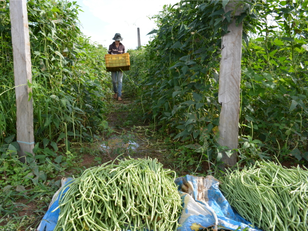 CURSO CULTIVO DE VAGEM