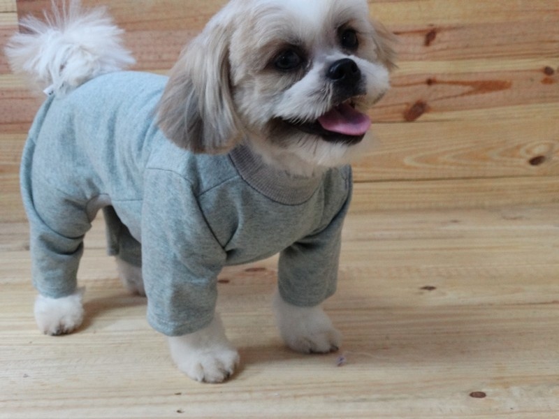 CURSO COMO MONTAR E ADMINISTRAR UMA FÁBRICA DE ROUPAS PARA CÃES