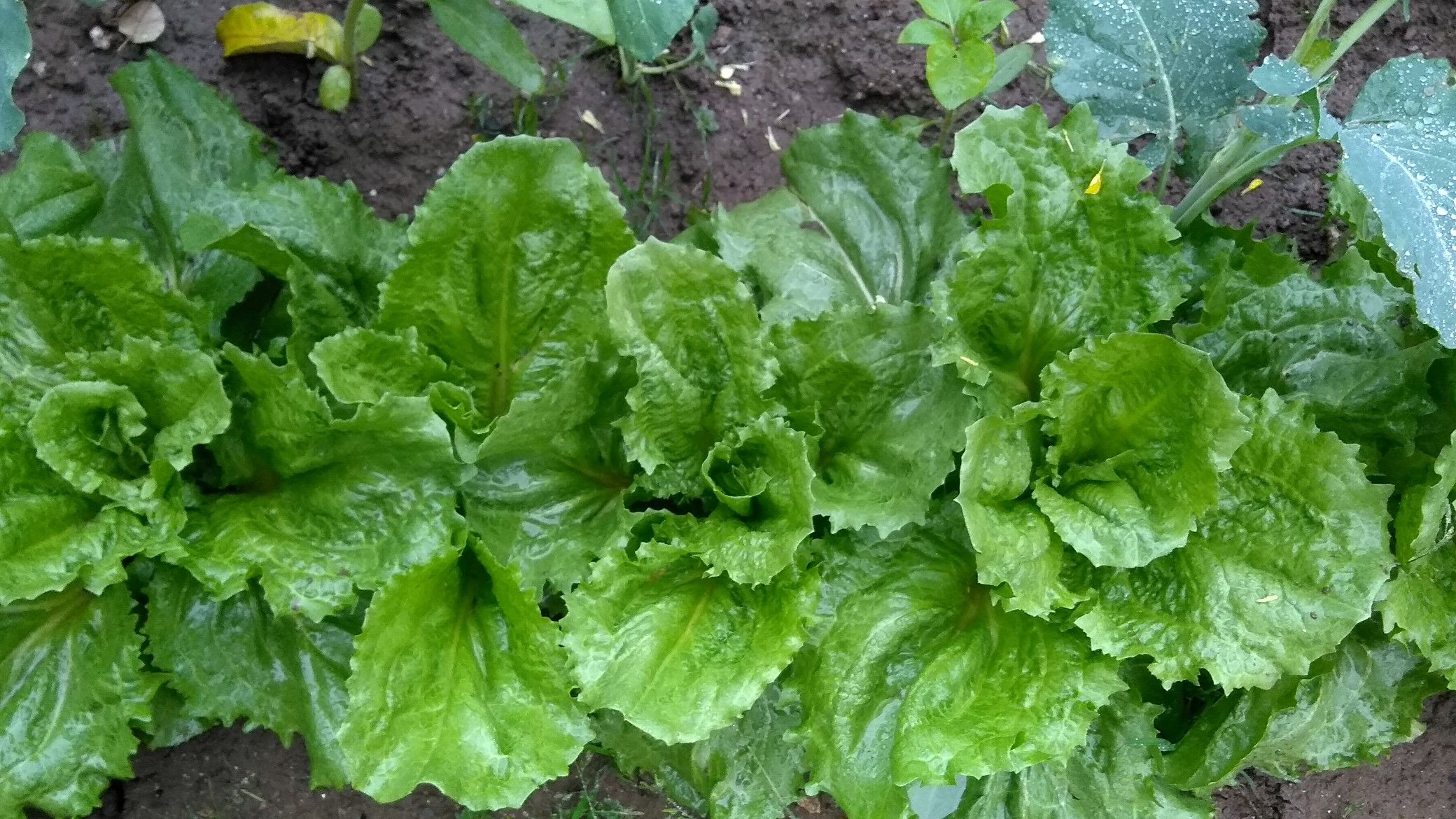 Adubo para chicória