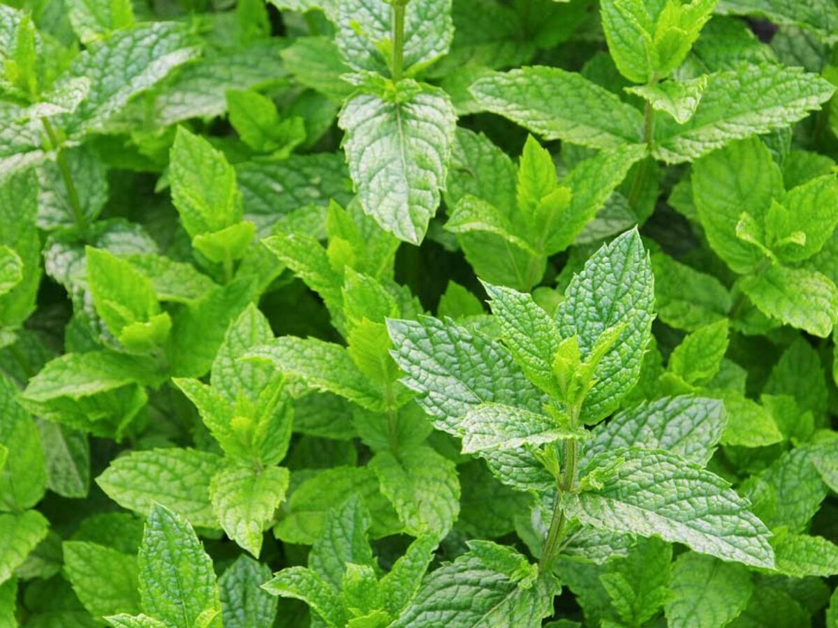 Adubo para hortelã