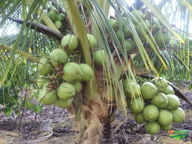 Adubo para coco verde