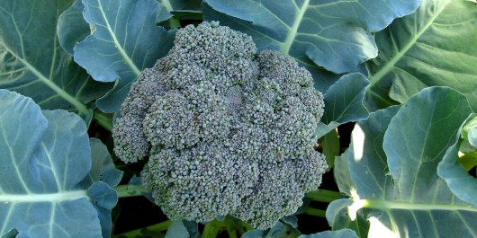 Adubo para brócolis