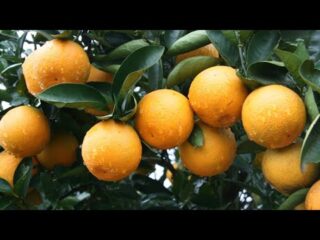 Adubo para laranja
