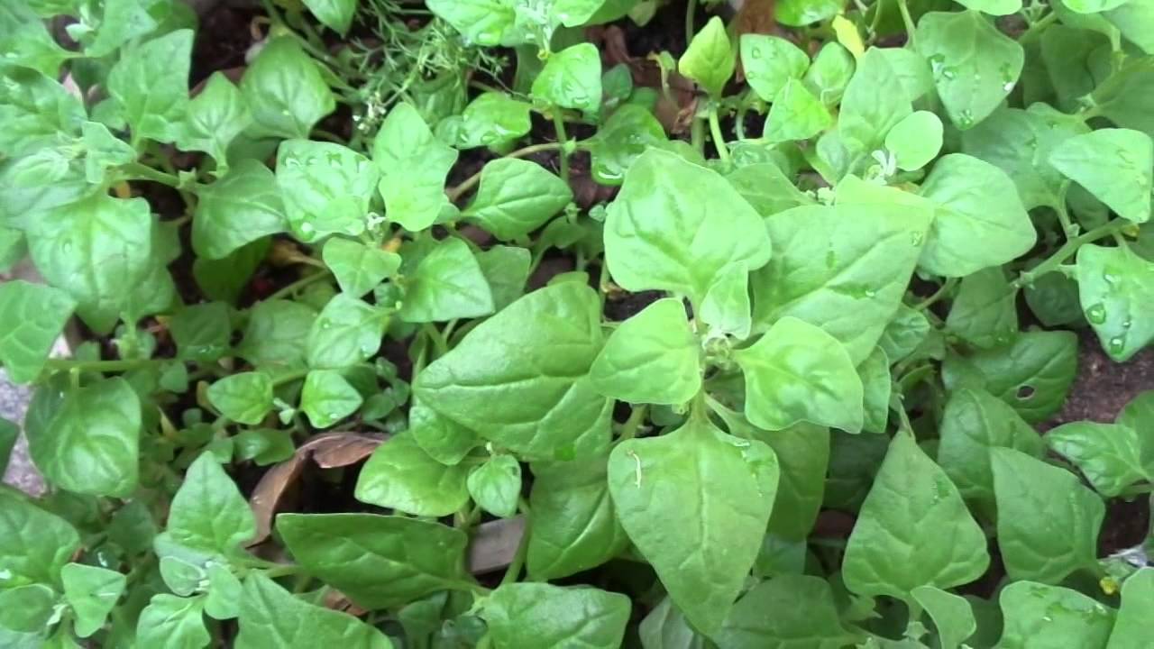 Adubo para espinafre