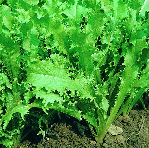 Adubo para catalonha