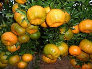 Adubo para tangerina