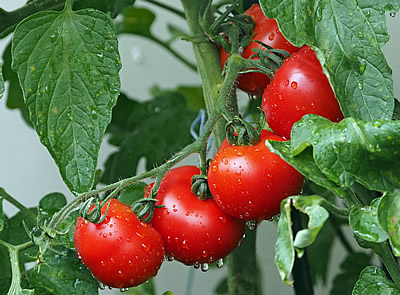 Adubo para tomate