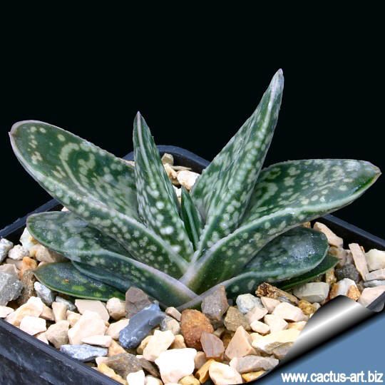 Gasteria bicolor var