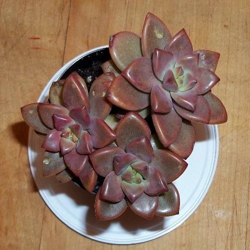 X Graptosedum ‘Bronze’ (Vera Higgins, Alpenglow)