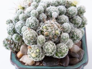 Mammillaria gracilis fragilis “Thimble Cactus”