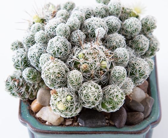 Mammillaria gracilis fragilis “Thimble Cactus”
