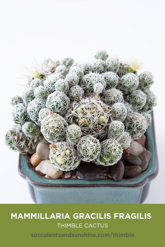 Mammillaria gracilis fragilis “Thimble Cactus”