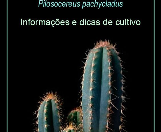 Cacto Azul – Pilosocereus pachycladus