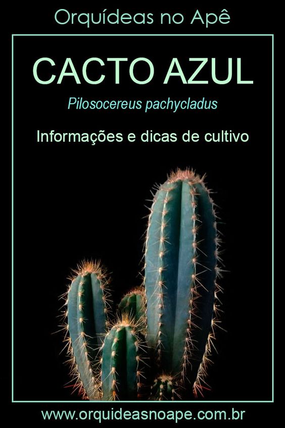 Cacto Azul – Pilosocereus pachycladus