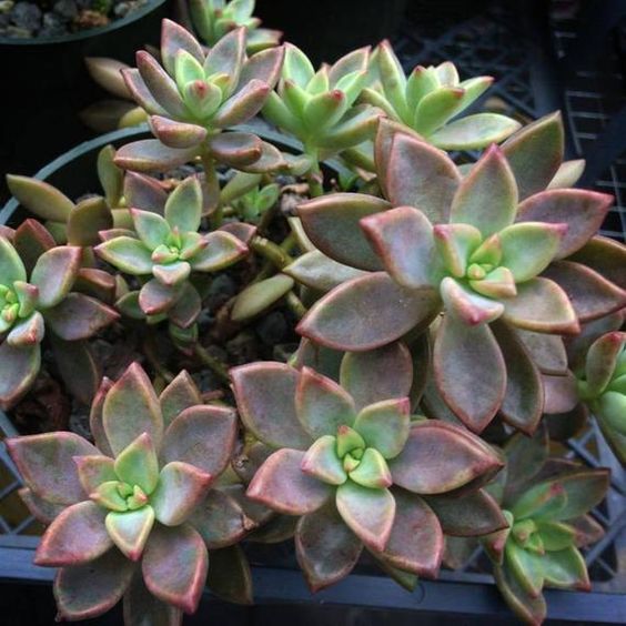 Graptosedum Graptoveria Alpenglow Vera Higgins houseplant