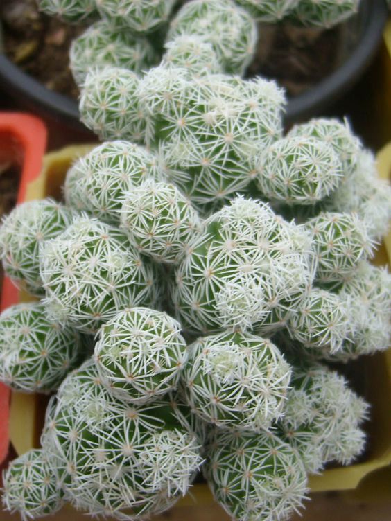 Mammillaria vetula subsp. gracilis (Thimble Cactus)