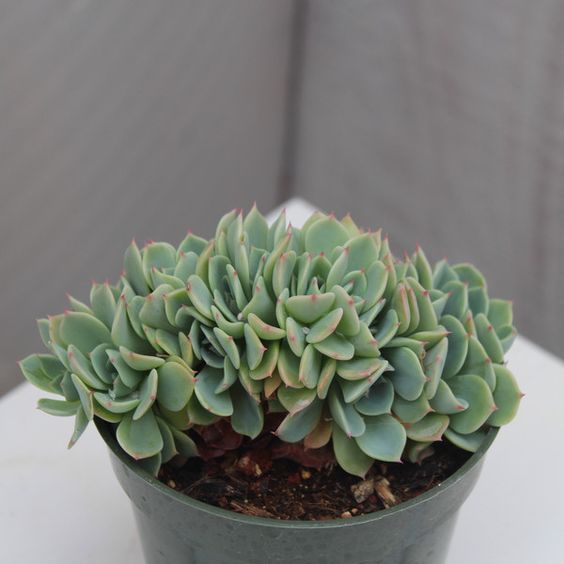 Echeveria ‘Imbricata’