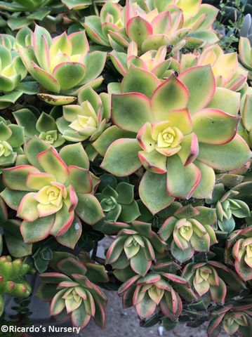 Aeonium ‘Sunburst’ (Copper Pinwheel)