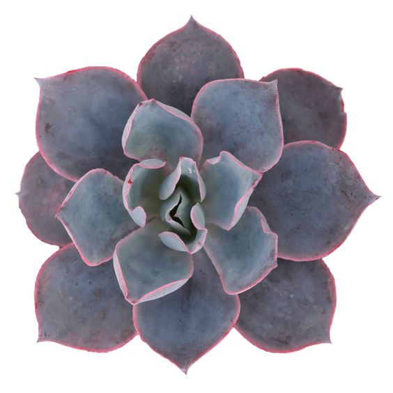 Echeveria ‘Afterglow’