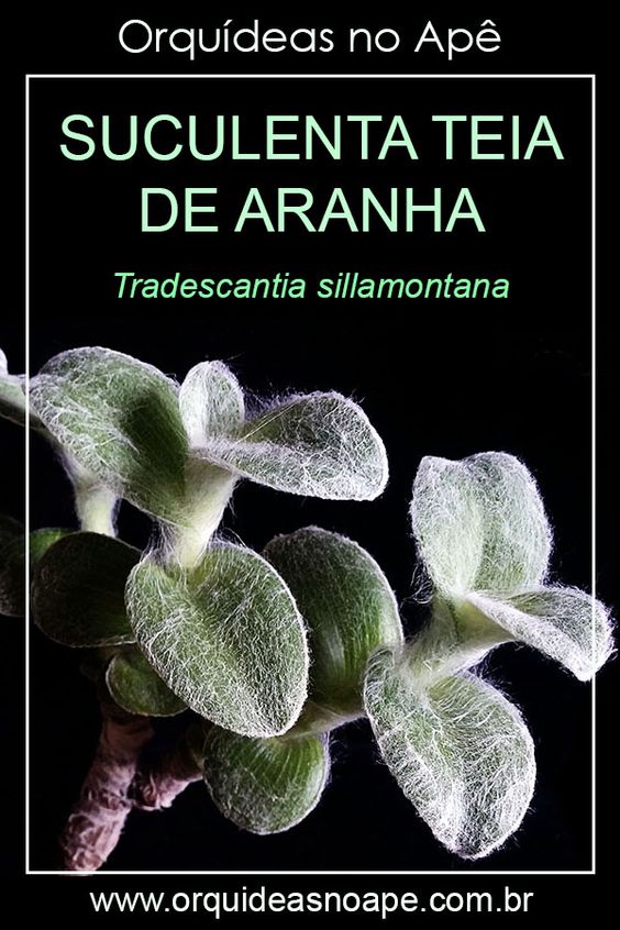 Suculenta Teia de Aranha – Tradescantia sillamontana