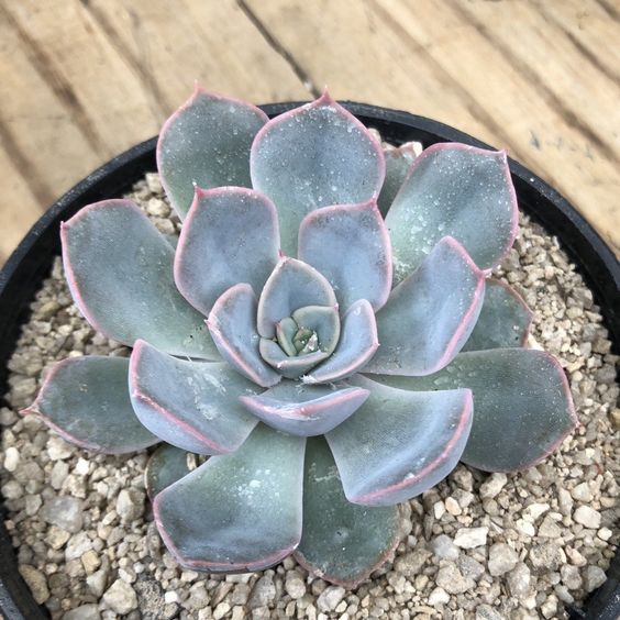 Echeveria Hercules