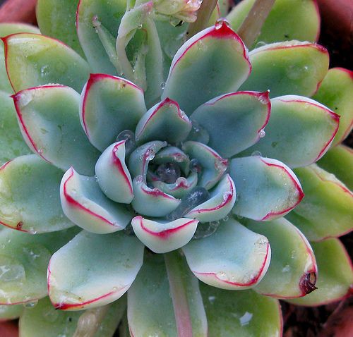 Gênero Echeveria – também conhecidas como Rosas de Pedra