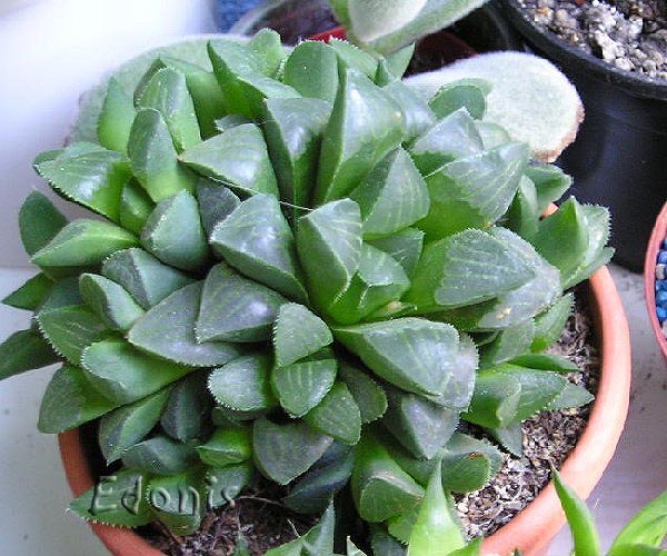 Haworthia mutica var mutica