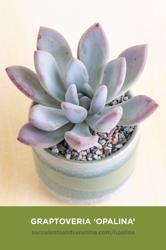 Graptoveria ‘Opalina’