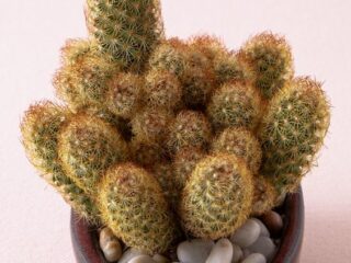 Mammillaria elongata “Ladyfinger Cactus”