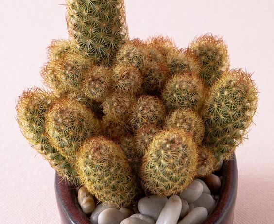 Mammillaria elongata “Ladyfinger Cactus”