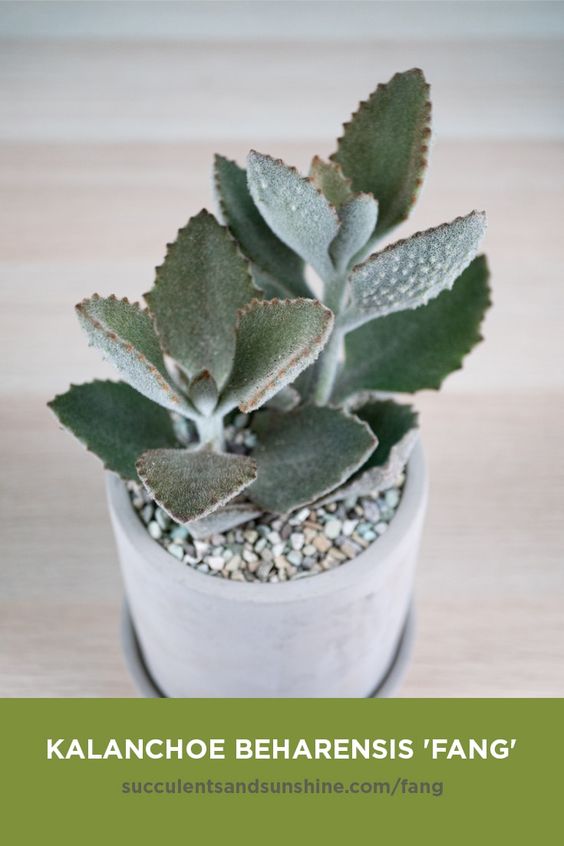 Kalanchoe beharensis ‘Fang’