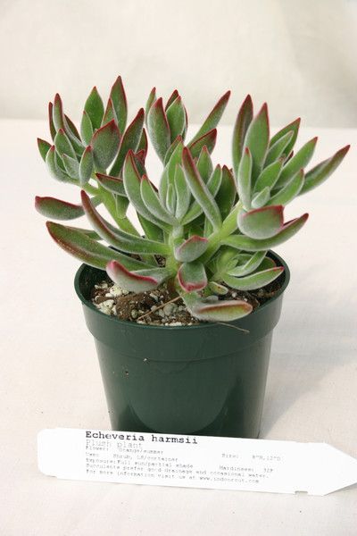 Echeveria harmsii