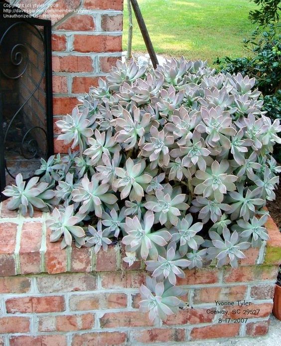 Graptopetalum paraguayense
