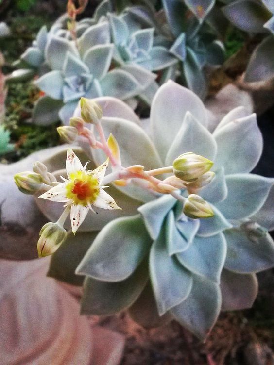 Graptopetalum paraguayense (Ghost Plant)
