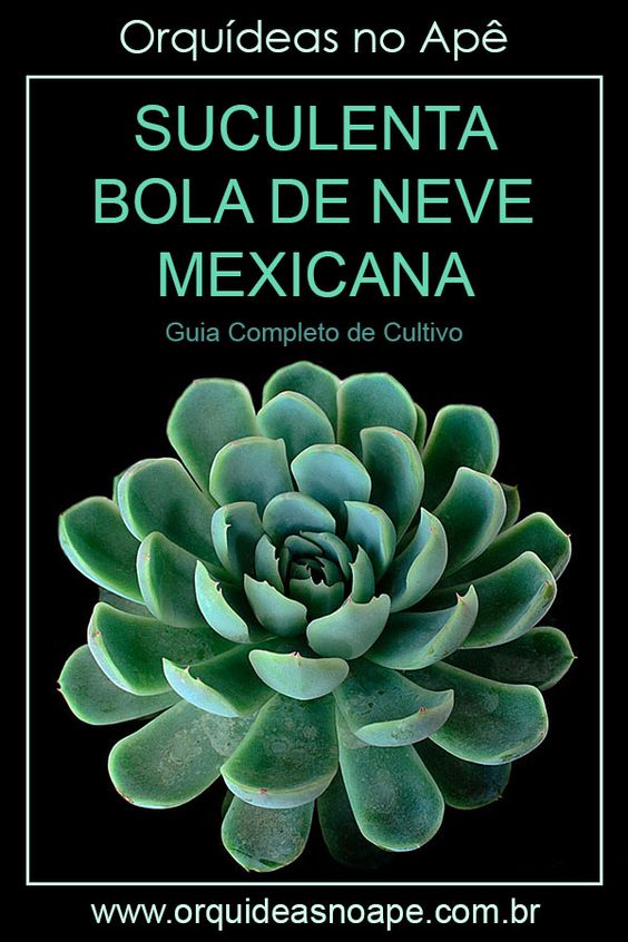 Suculenta Bola de Neve Mexicana – Echeveria elegans