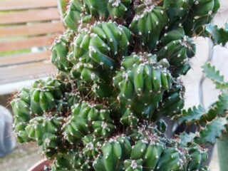 Cereus – Familia Cactaceae