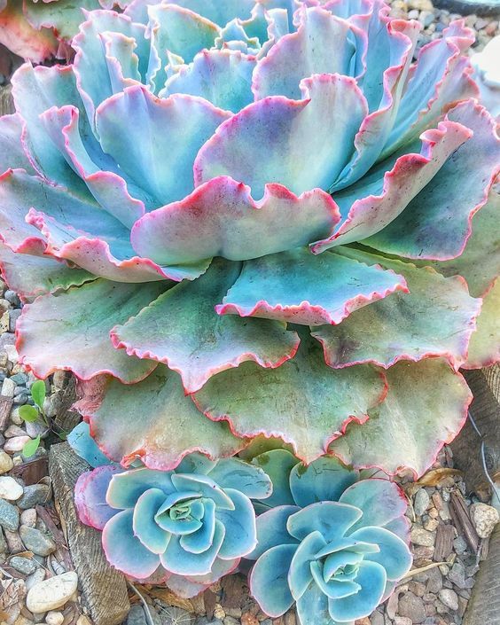 Echeveria Neon Breaker