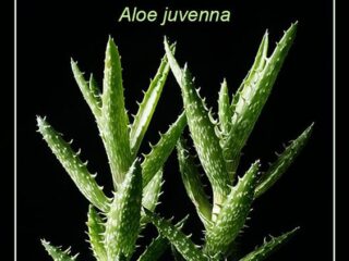 Suculenta Dente de Tigre – Aloe juvenna