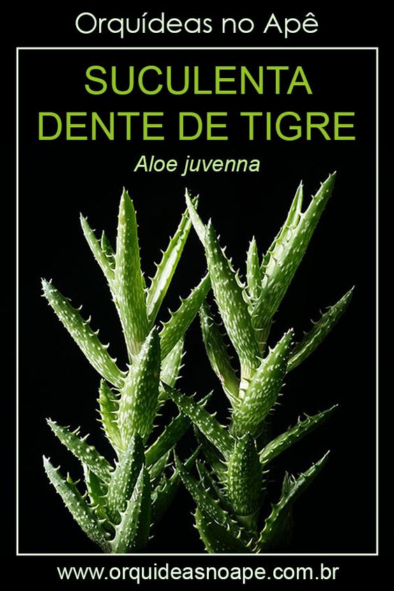 Suculenta Dente de Tigre – Aloe juvenna