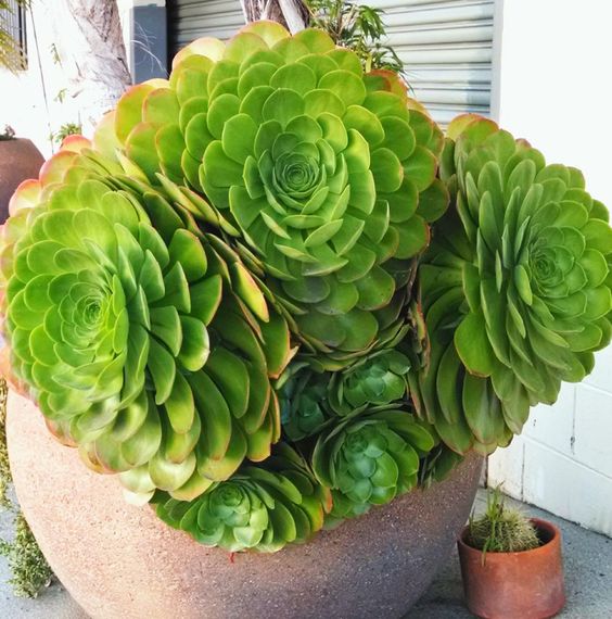 Dinner Plate Succulent Aeonium tabuliforme