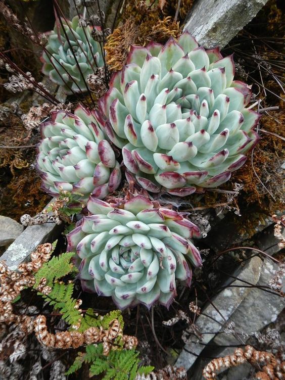 Echeveria colorata