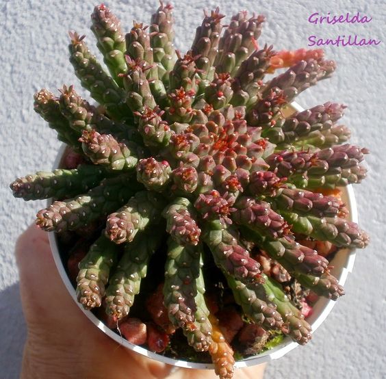 Euphorbia flanaganii