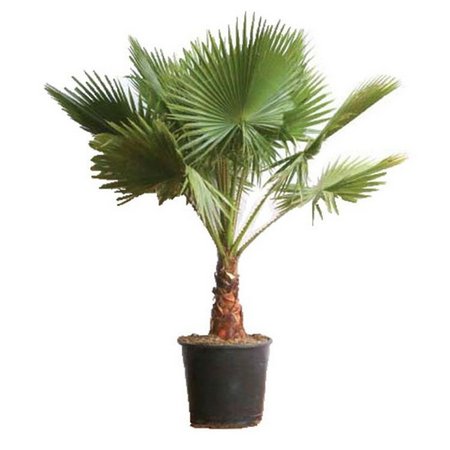 Adubo para palmeira