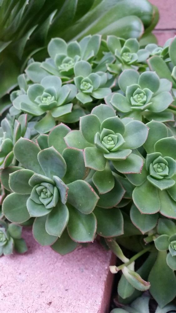 Aeonium haworthii – Modern