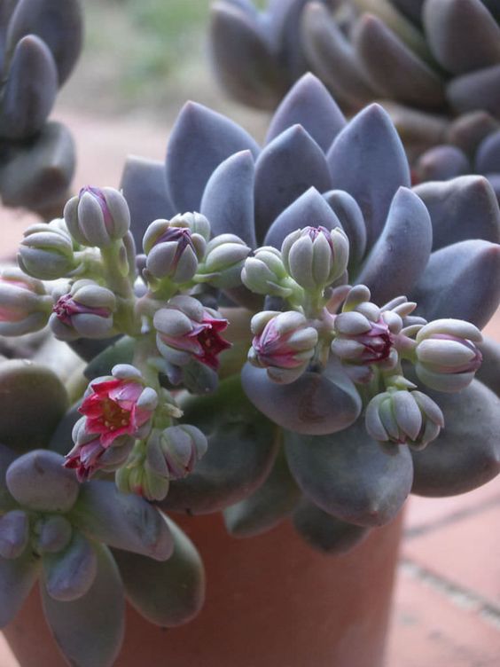 Sedeveria ‘Blue Mist’