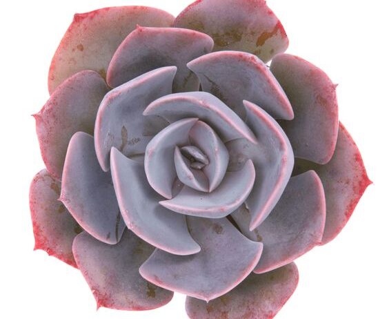 Echeveria ‘Dusty Rose’
