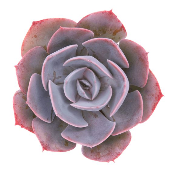 Echeveria ‘Dusty Rose’