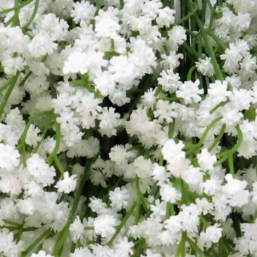 Adubo para gypsofila