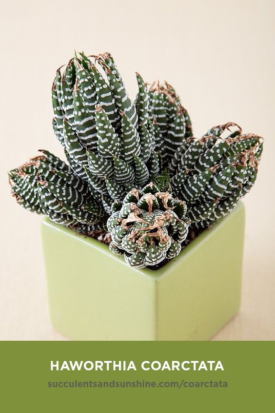 Haworthiopsis coarctata